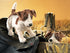 FOLKMANIS PUPPETS - Jack Russell Smooth Coat Puppet